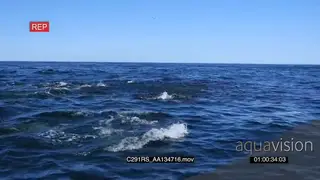 A school of common dolphins and a group of seals feeding on a bait ball of sardines,…