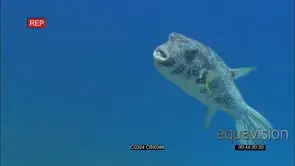 Bluestreak Cleaner wrasse cleaning Batfish and Pufferfishes