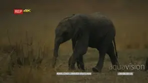 Elephants mother with young calf and baby elephant walking past camera