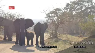 Herd of elephants standing and looking at the camera while one of them is grazing from a.