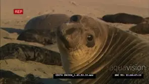 Elephant seal female face looking directly up, then looks after newborn pup