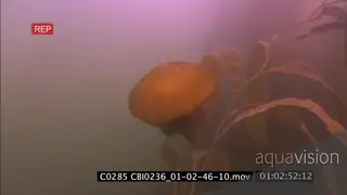 Pacific sea nettle jellyfish swimming through kelp forest UW TRACKING SHOT