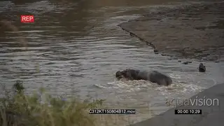 A Lone Hippo Aggressive in the Water and swimming GENERAL BEHAVIOUR