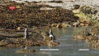 Three african penguins standing on shore