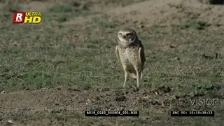 Burrowing owl foraging, trying to catch a flying insect and looking around, during daytime.