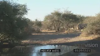 White Rhinos standing moving and walking on bushveld XLS