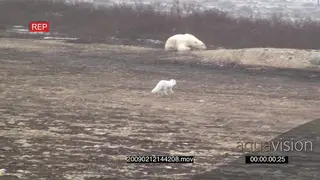 Arctic Fox running across past Polar bear laying in BG towards Tourist vehicle.