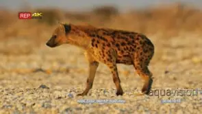 Spotted hyena walks through a dry rocky landscape