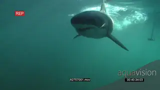 Great white shark tries to catch a fish bait.