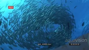 School of Giant Kingfish with Black Triggerfishes swimming in a circle underwater in.