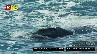 Humpback whale submerged, laying and waves covering it.