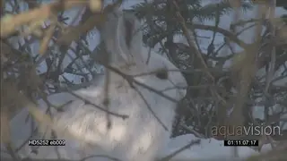 Canadian Lynx hunting in snow covered woodland and Snowshoe Hare GENERAL BEHAVIOUR.