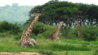 Giraffes siting on bushveld eating and one looking at camera WS