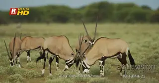 Two Gemsbok sparring while kneeling down, walking and herd of Springbok grazing on grass.