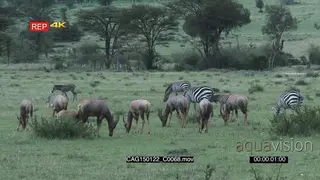Red Hartebeest and Zebra herds standing moving and grazing together on grassland WS HAND