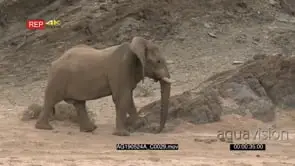 Desert elephant bull walking around rocky dune beside the Hoanib riverbed