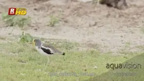 White-crowned Plover side view, walking, looking around and foraging, MWS.