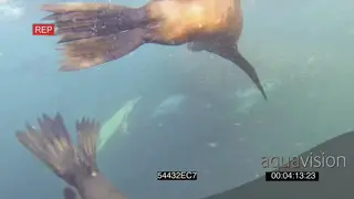 Cape Fur seals near camera Common Dolphins feeding off Sardine baitball underwater.