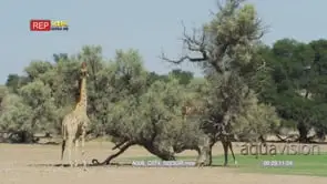 Giraffe eating from trees in a riverbed