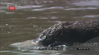 Sea Otter foraging in water MWS