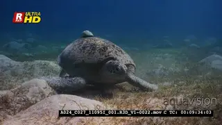 A Close Up shot of Green Sea Turtle, Chelonia mydas eating sea grass with two Remoras.