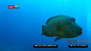 Close up of a Napoleon Wrasse, Humphead Wrasse, Cheilinus undulatus extending its lips…