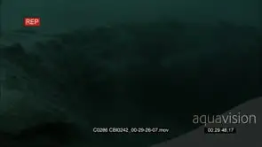 Adult Sea otter digging on the sea floor using its paws searching for preys and swims out.