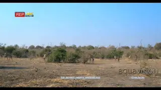 Giraffes eating leaves off a bush with two giraffes walking
