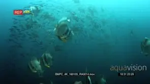 A large school of longfin batfish (spadefish) platax teira and scissortailed fusilier.