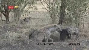 Spotted hyena clan with pups playing around den female cleaning her pup
