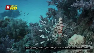 A Close Up of Lionfish, Pterois sp hunting for food over open feeding soft coral on a…
