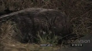 Juvenile Cape porcupine with relaxed quills cautiously exiting burrow scouting around…