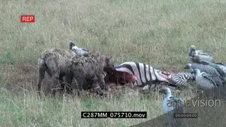 Spotted hyenas feeding on zebra carcass chasing White-backed vultures away scavenging
