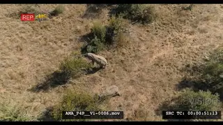 Aerial Drone over African elephants feeding off bushes