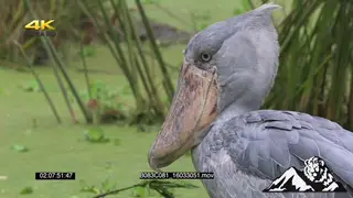 Shoebill bird standing in a swamp fishing MS PROFILE