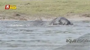 Young calf African Elephant submerging, drinking, playing with water and swimming