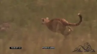 Cheetah brothers sprint and chasing warthog piglet in long grass on savannah WS