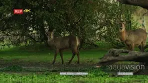 Two waterbucks under trees next to pool looking at camera then run away