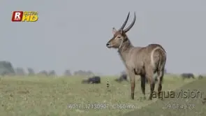 Three adult Waterbuck back view, looking around, walking and grazing on grass