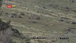 A pair of gray wolves walking up the hill PROFILE WS