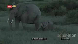 New Born African Elephant Calf wakes up and walks off with the Mother following the rest.