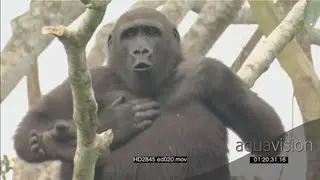 Gorilla sitting in tree beating chest and looking at camera MS HAND