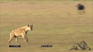 Spotted Hyena running past Wildebeests; WS