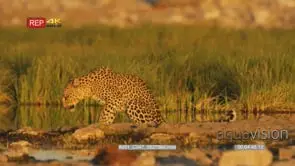 Leopard at the edge of watering hole