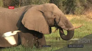 African Elephant bull feeding at waters edge