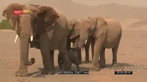 Desert elephants adults walking with tiny elephant calf in the mist in the Hoanib desert