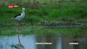 Black-winged stilt foraging at dusk
