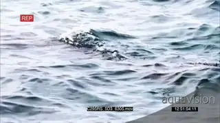 Leopard seal hunting Gentoo Penguins in Antarctica