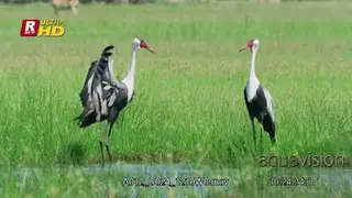 Pair of Wattled Crane foraging, feeding on aquatic insects and looking around.