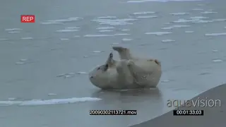 Polar bear rolling playing chasing small plant on frozen river